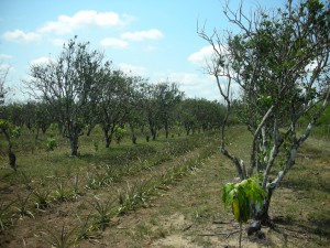 cooperazione cuba